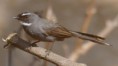 /album/some-overseas-trips/white-throated-fantail-corbett-park-india-jpg/